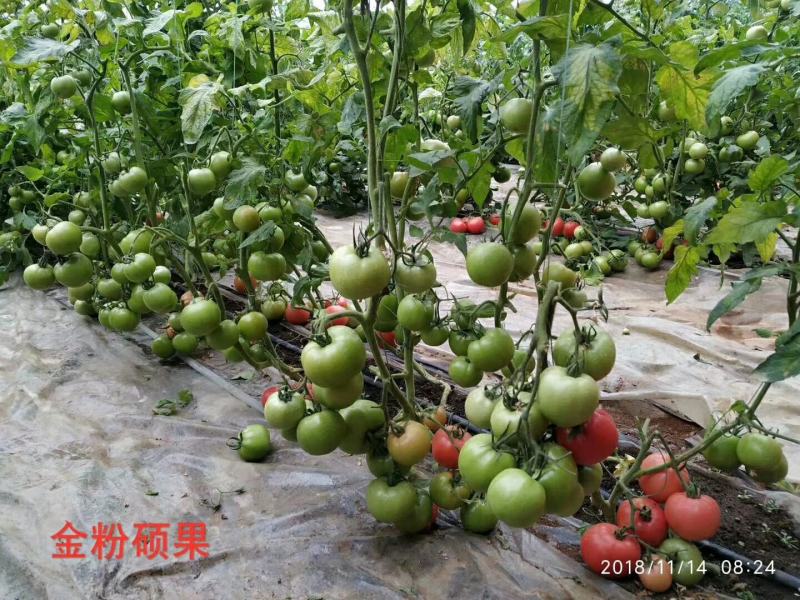改良毛粉802西红柿种子生长势强果型高圆耐寒性好抗病囗感
