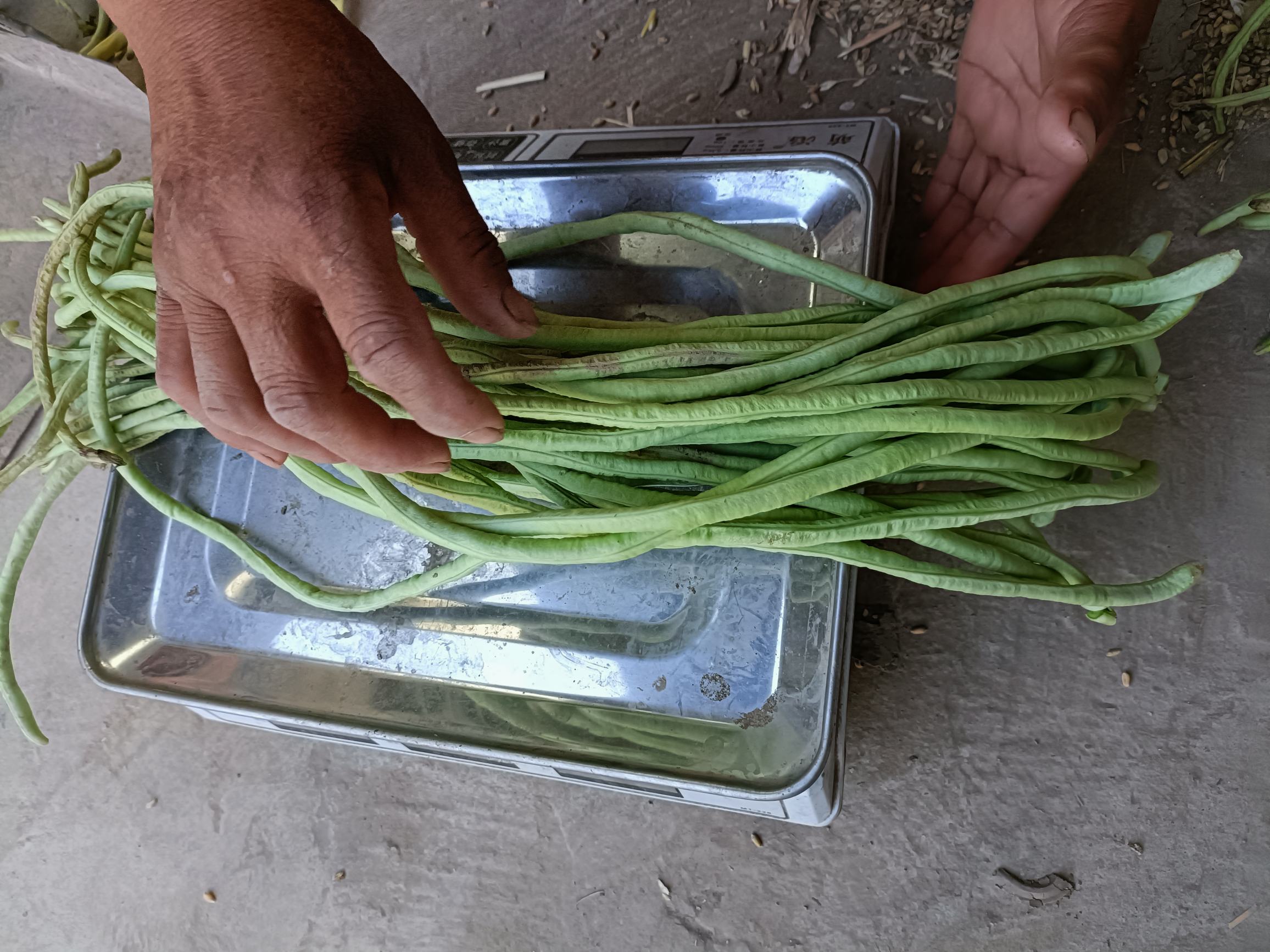 白条新人在超市使用白条支付购物账单 白条新人在超市使用白条支付购物账单