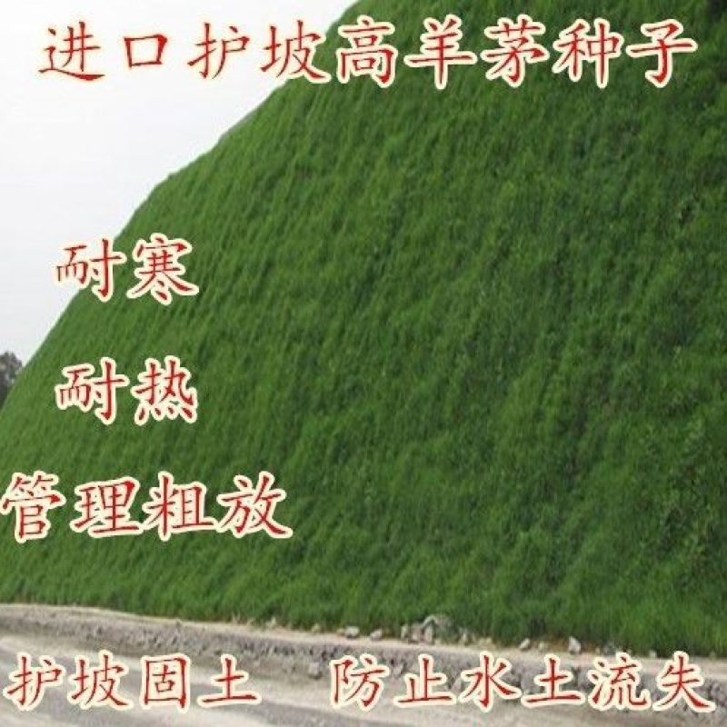 高羊茅种子，高羊毛羊茅草籽冷季型多年生草坪籽高羊草坪种子