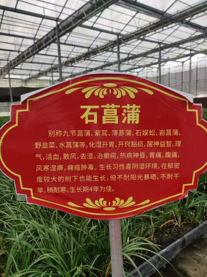 石菖蒲种苗出售