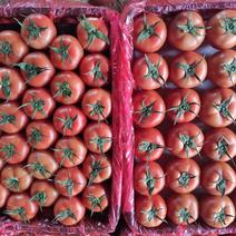 泸西西红柿大量上市，个头均匀，质量好耐运输。