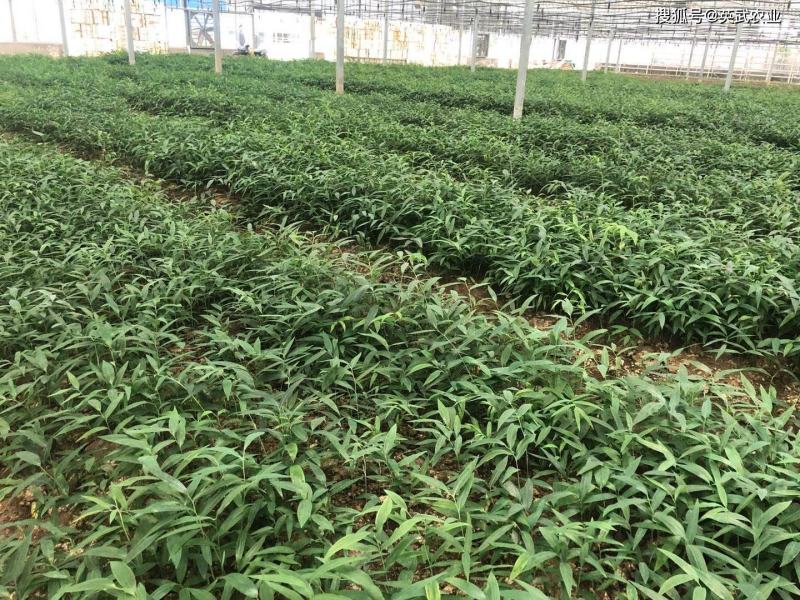 多花黄精种苗，不倒苗黄精种苗，可倒苗黄精种苗芽头