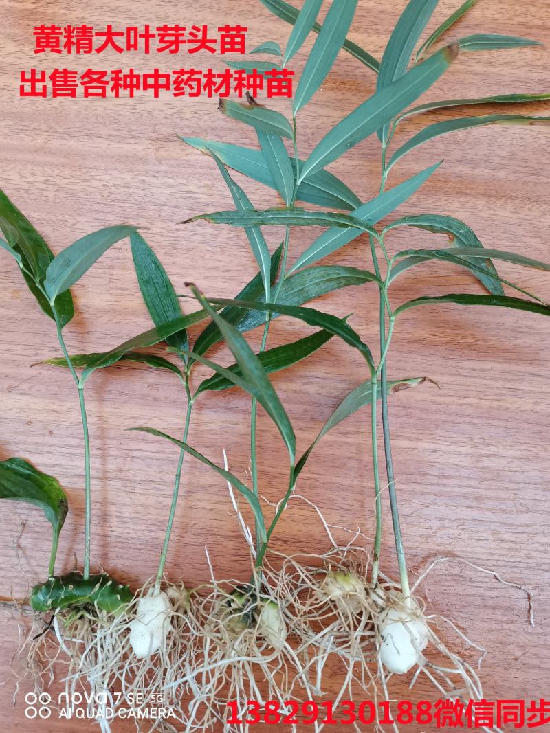 多花黄精种苗，不倒苗黄精种苗，可倒苗黄精种苗芽头