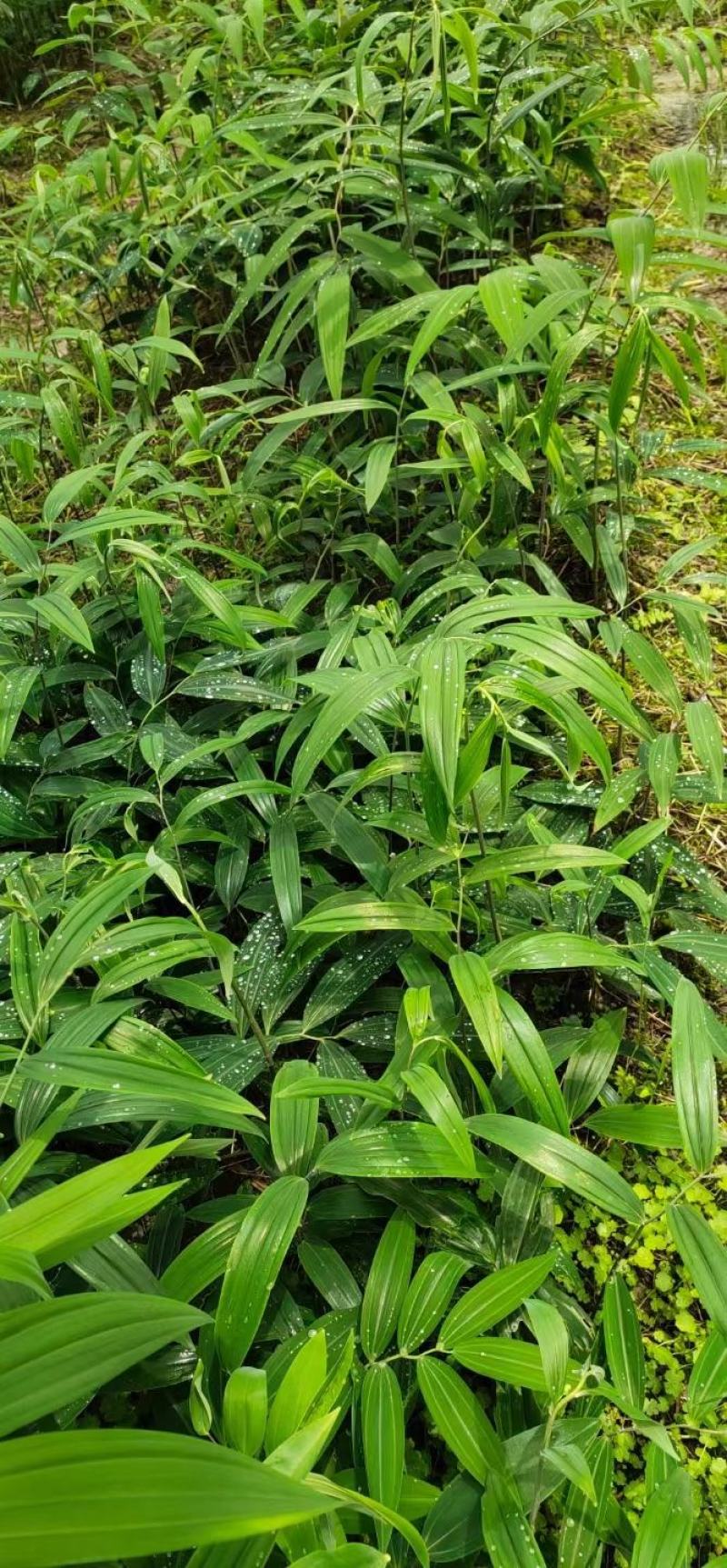 多花黄精种苗，不倒苗黄精种苗，可倒苗黄精种苗芽头