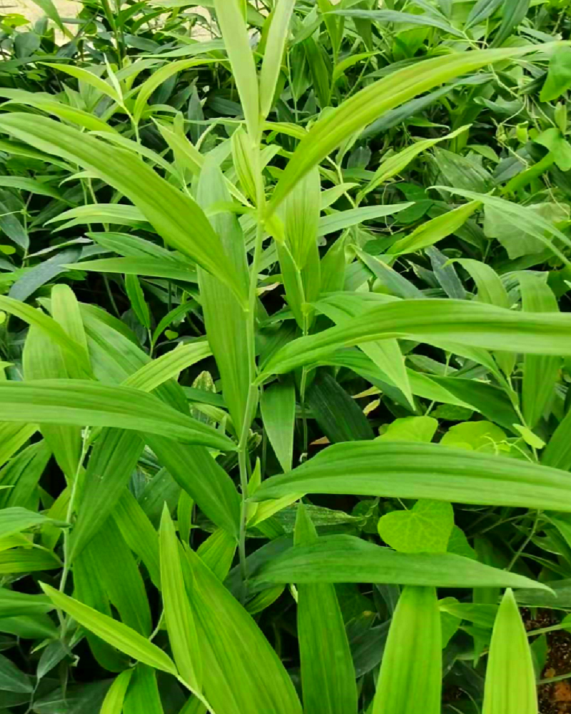 多花黄精种苗，不倒苗黄精种苗，可倒苗黄精种苗芽头