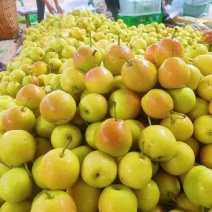 太阳雪梨，丁香梨🍐🍐🍐
