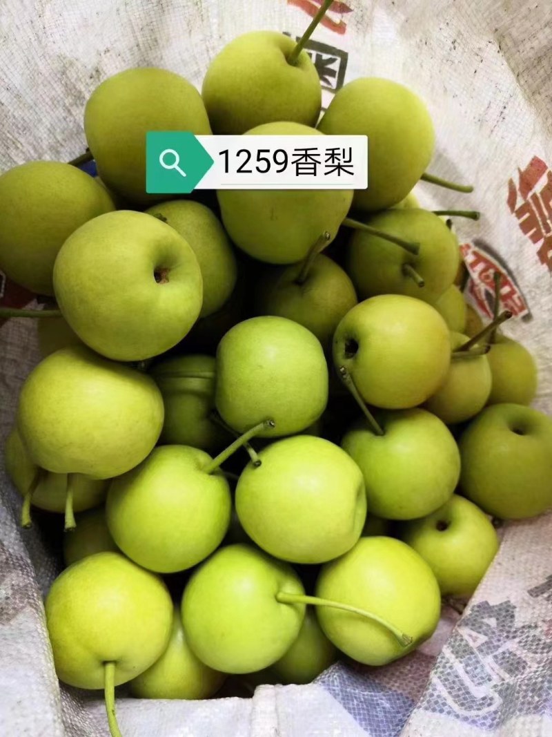 蜂糖蜜梨🍐🍐🍐
