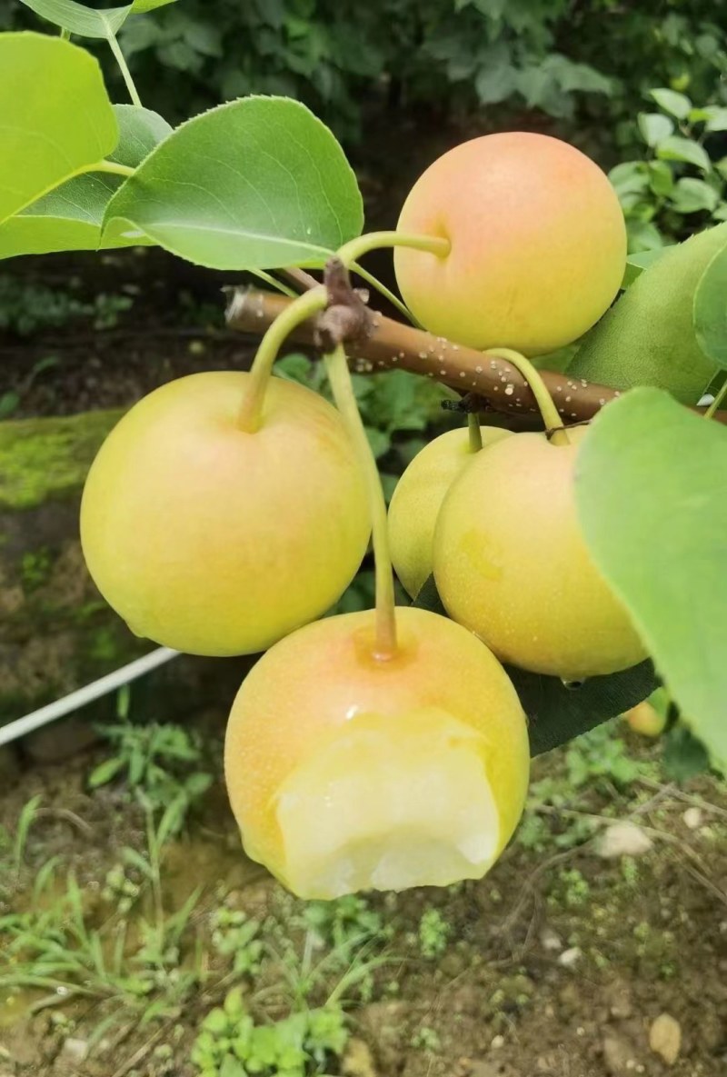 蜂糖蜜梨🍐🍐🍐