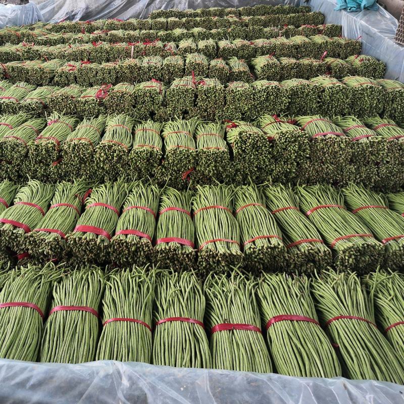 精品长豆角，基地代办，青绿色，豌豆，豇豆，代发全国
