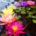 睡莲，大睡莲带花苞盆栽池塘小睡莲花根块水池水培植物四季