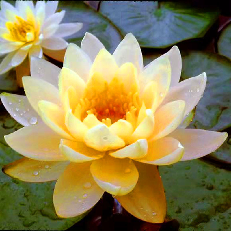 睡莲，大睡莲带花苞盆栽池塘小睡莲花根块水池水培植物四季