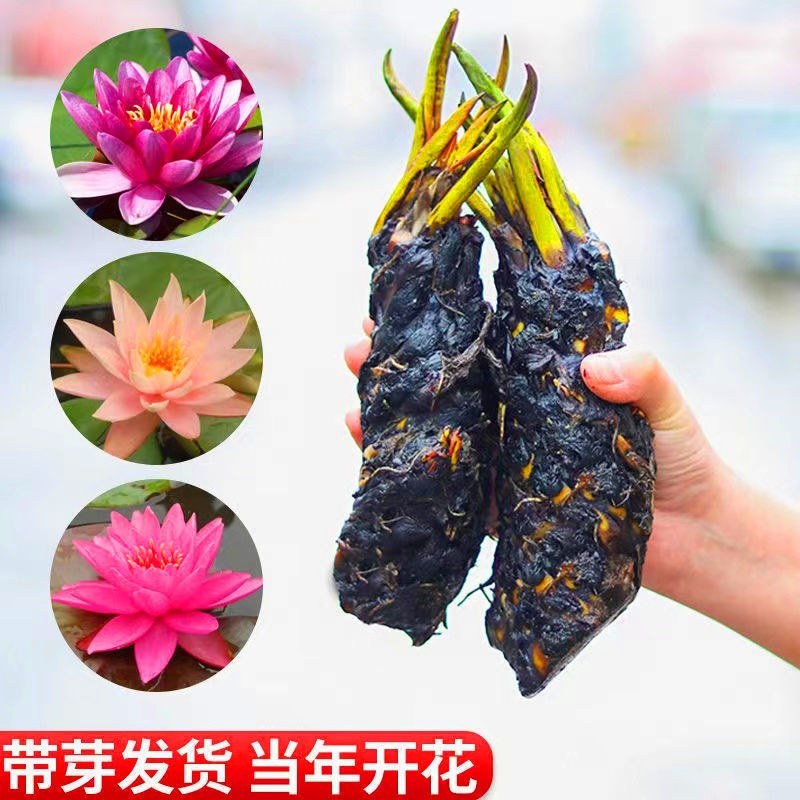 睡莲，大睡莲带花苞盆栽池塘小睡莲花根块水池水培植物四季