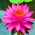 睡莲，大睡莲带花苞盆栽池塘小睡莲花根块水池水培植物四季