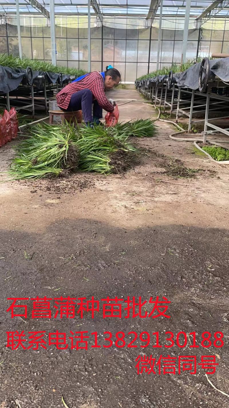 石菖蒲种苗出售