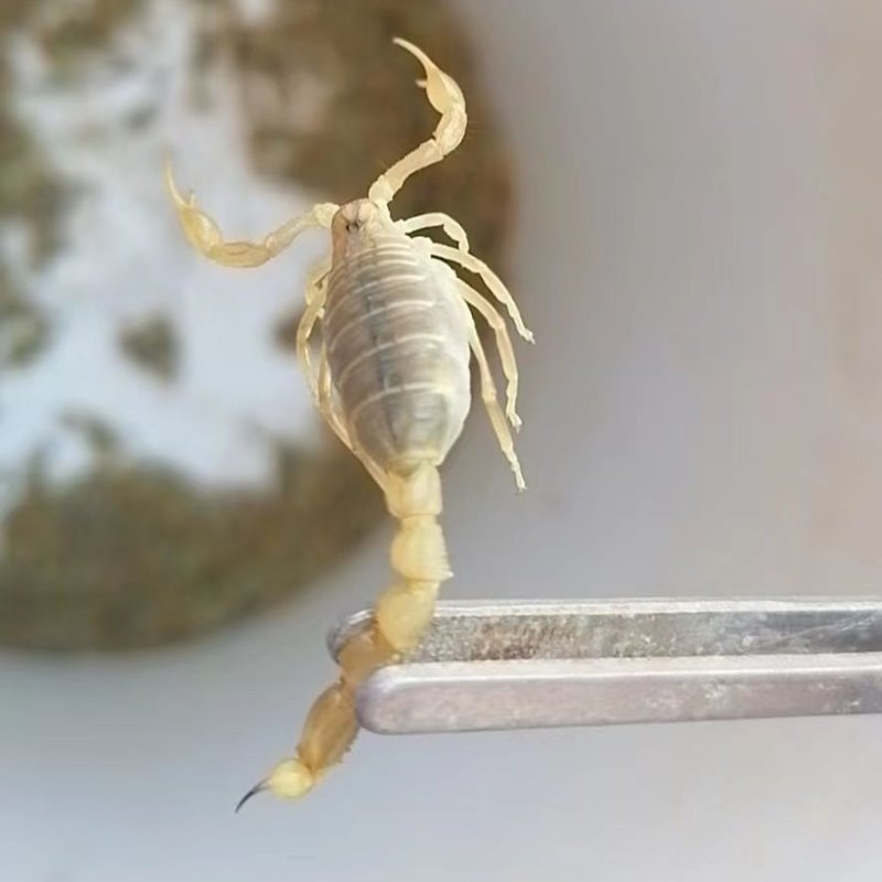 野生条纹蝎重量2乾起步