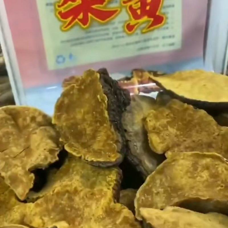 野生桑黄，川西高原好物