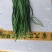 791韭菜种子抗病耐热商品性强抗寒性强效益好适应性广