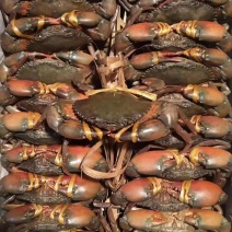 一手货源