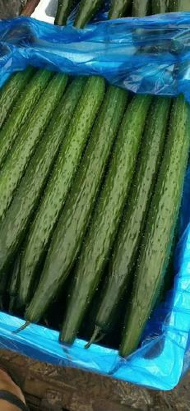 新泰蜜刺黄瓜种子果皮薄果肉淡绿色单瓜200克瓜长30厘米