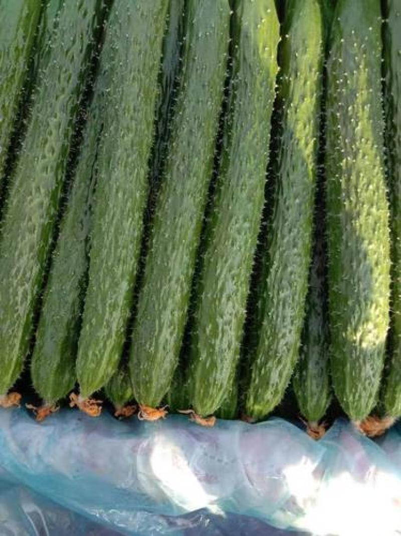 新泰蜜刺黄瓜种子果皮薄果肉淡绿色单瓜200克瓜长30厘米