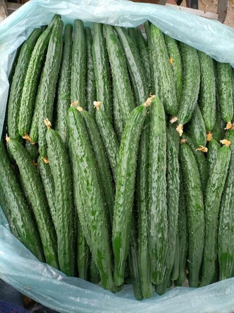 新泰蜜刺黄瓜种子果皮薄果肉淡绿色单瓜200克瓜长30厘米