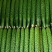 新泰蜜刺黄瓜种子果皮薄果肉淡绿色单瓜200克瓜长30厘米