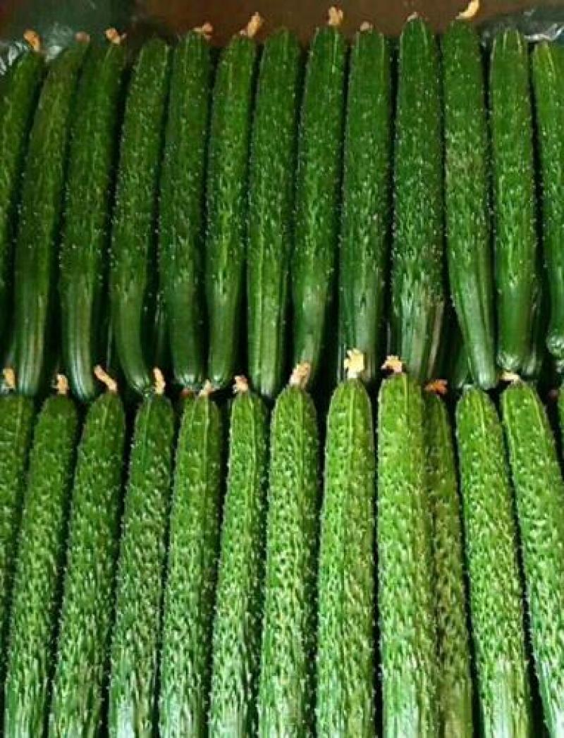 新泰蜜刺黄瓜种子果皮薄果肉淡绿色单瓜200克瓜长30厘米