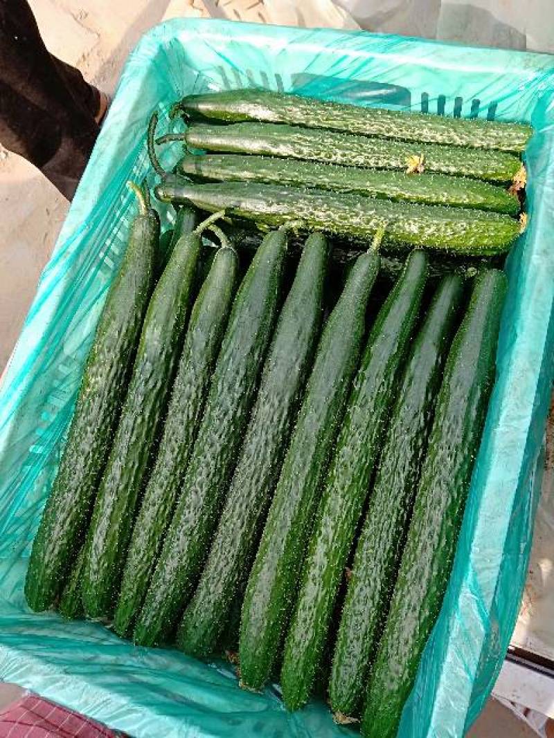 新泰蜜刺黄瓜种子果皮薄果肉淡绿色单瓜200克瓜长30厘米