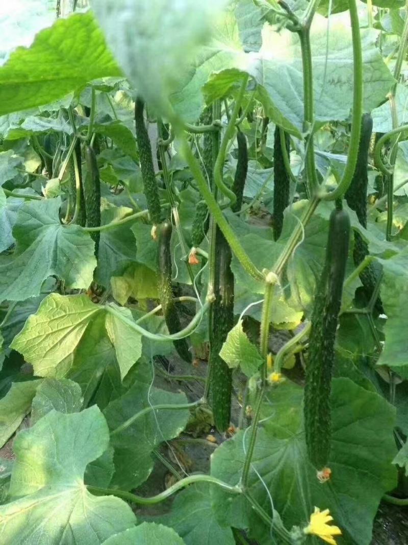 新泰蜜刺黄瓜种子果皮薄果肉淡绿色单瓜200克瓜长30厘米