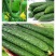 新泰蜜刺黄瓜种子果皮薄果肉淡绿色单瓜200克瓜长30厘米