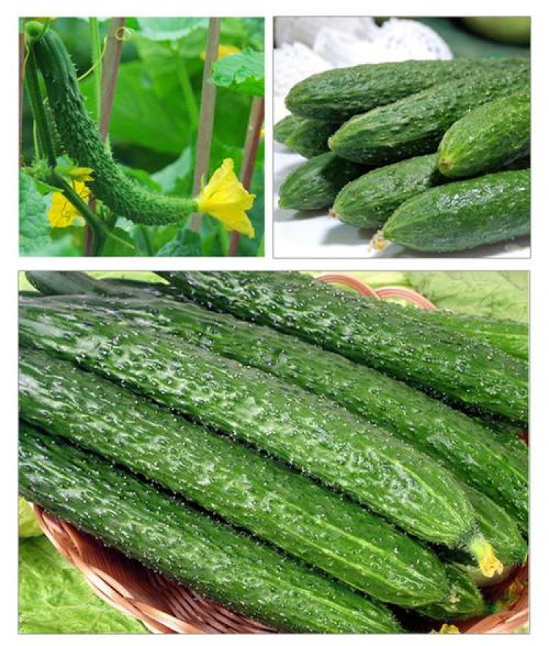 新泰蜜刺黄瓜种子果皮薄果肉淡绿色单瓜200克瓜长30厘米