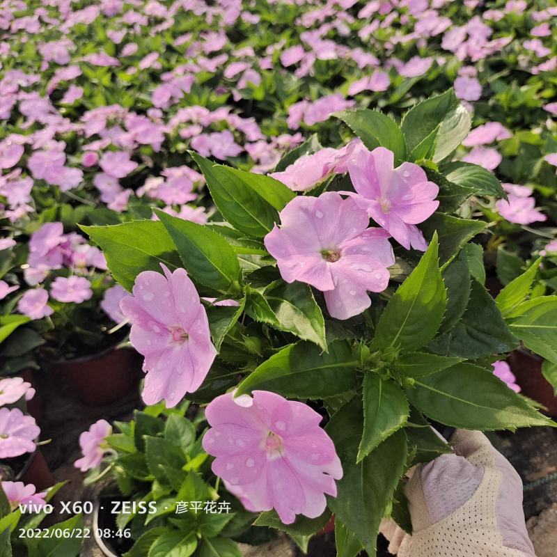 桑蓓斯凤仙清凉紫贝壳粉鲑红色花期长租摆效果颜值高