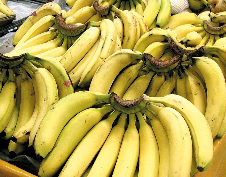 一盘新鲜的香蕉,展示其黄色果皮与果肉 香蕉的营养价值