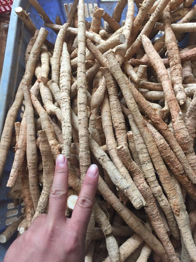 新鲜牛大力鲜薯大，中小号
