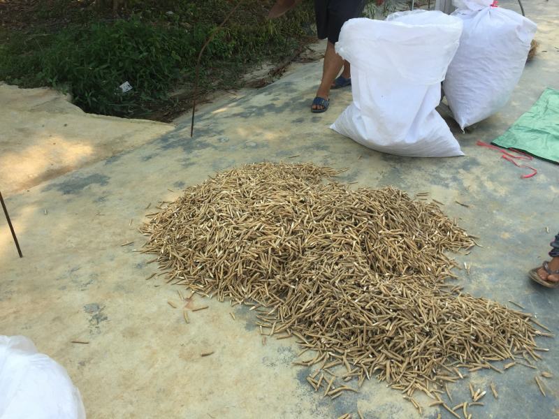 新鲜牛大力鲜薯大，中小号