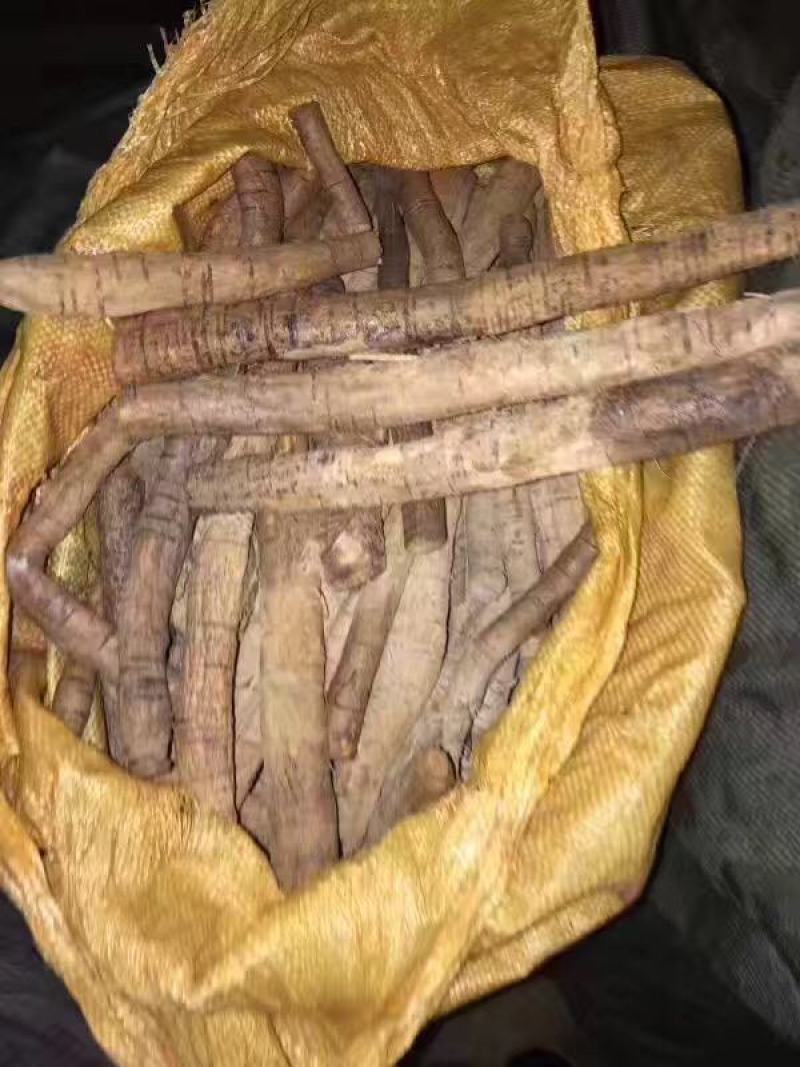 新鲜牛大力鲜薯大，中小号