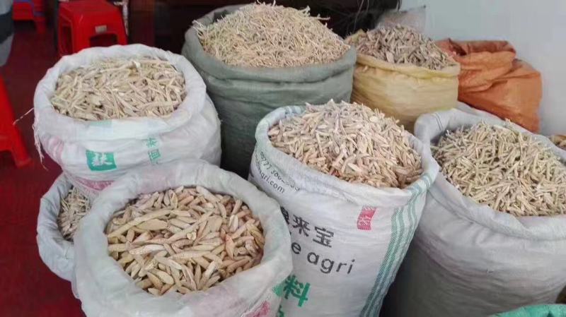 新鲜牛大力鲜薯大，中小号