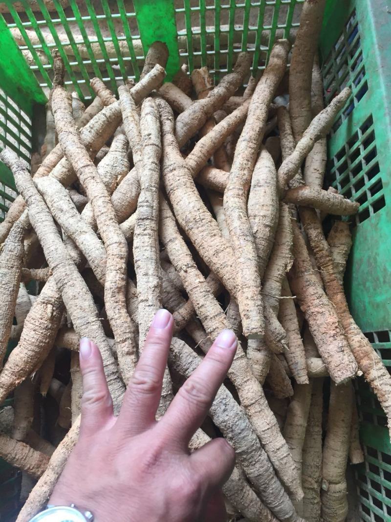 新鲜牛大力鲜薯大，中小号