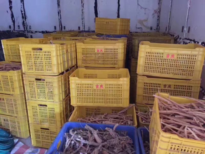 新鲜牛大力鲜薯大，中小号