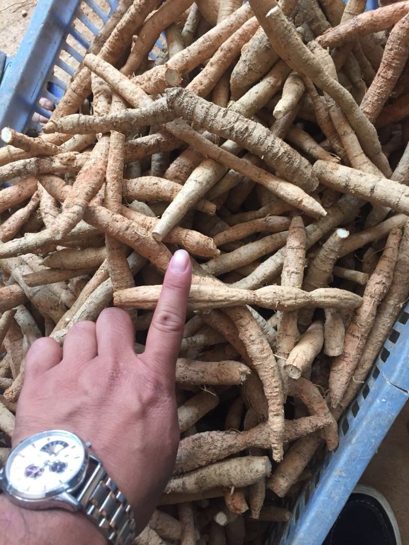 新鲜牛大力鲜薯大，中小号