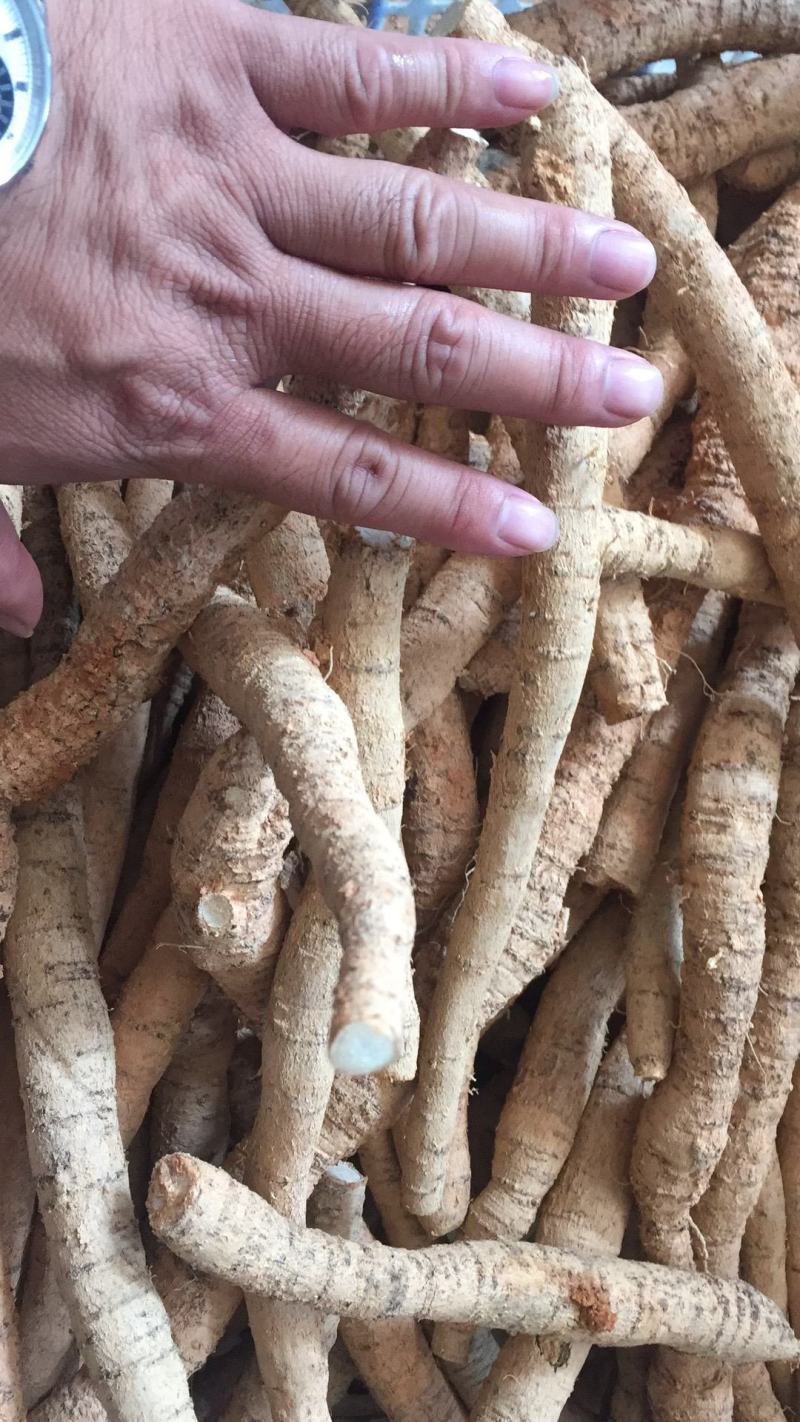新鲜牛大力鲜薯大，中小号