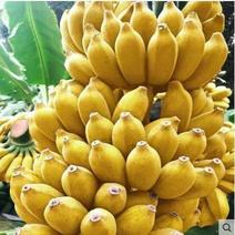 产地直销广西小米蕉，5斤.9斤，一手货源，支持一件代