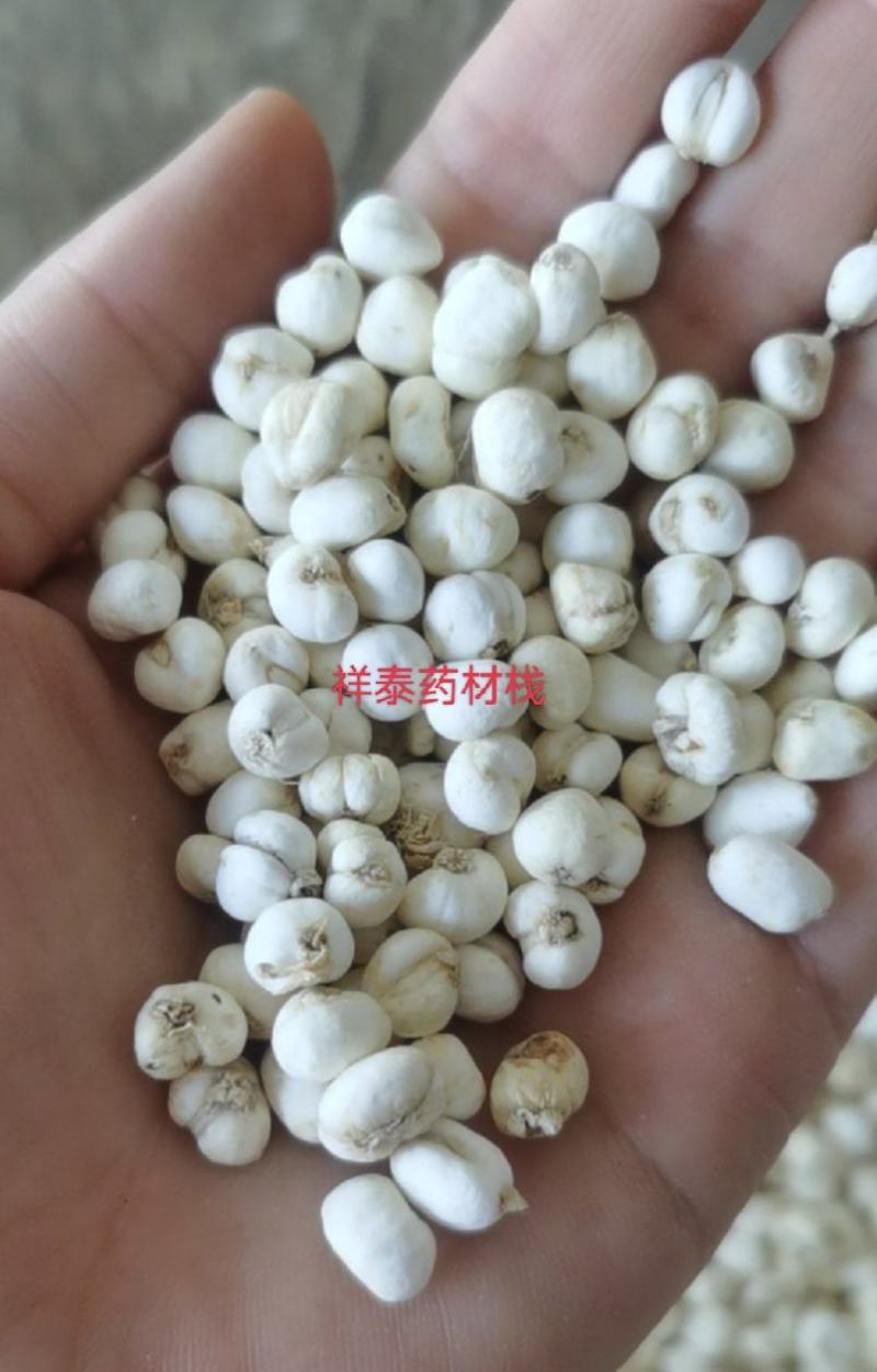（热销）小贝母贝母平贝母0.6祥泰药材栈中药材批发零