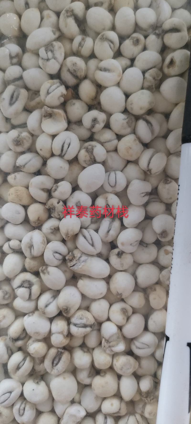 （热销）小贝母贝母平贝母0.6祥泰药材栈中药材批发零