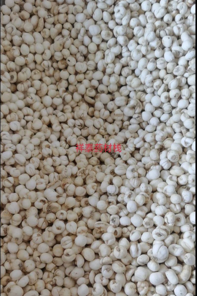 （热销）小贝母贝母平贝母0.6祥泰药材栈中药材批发零