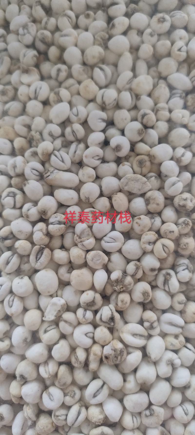 （热销）小贝母贝母平贝母0.6祥泰药材栈中药材批发零