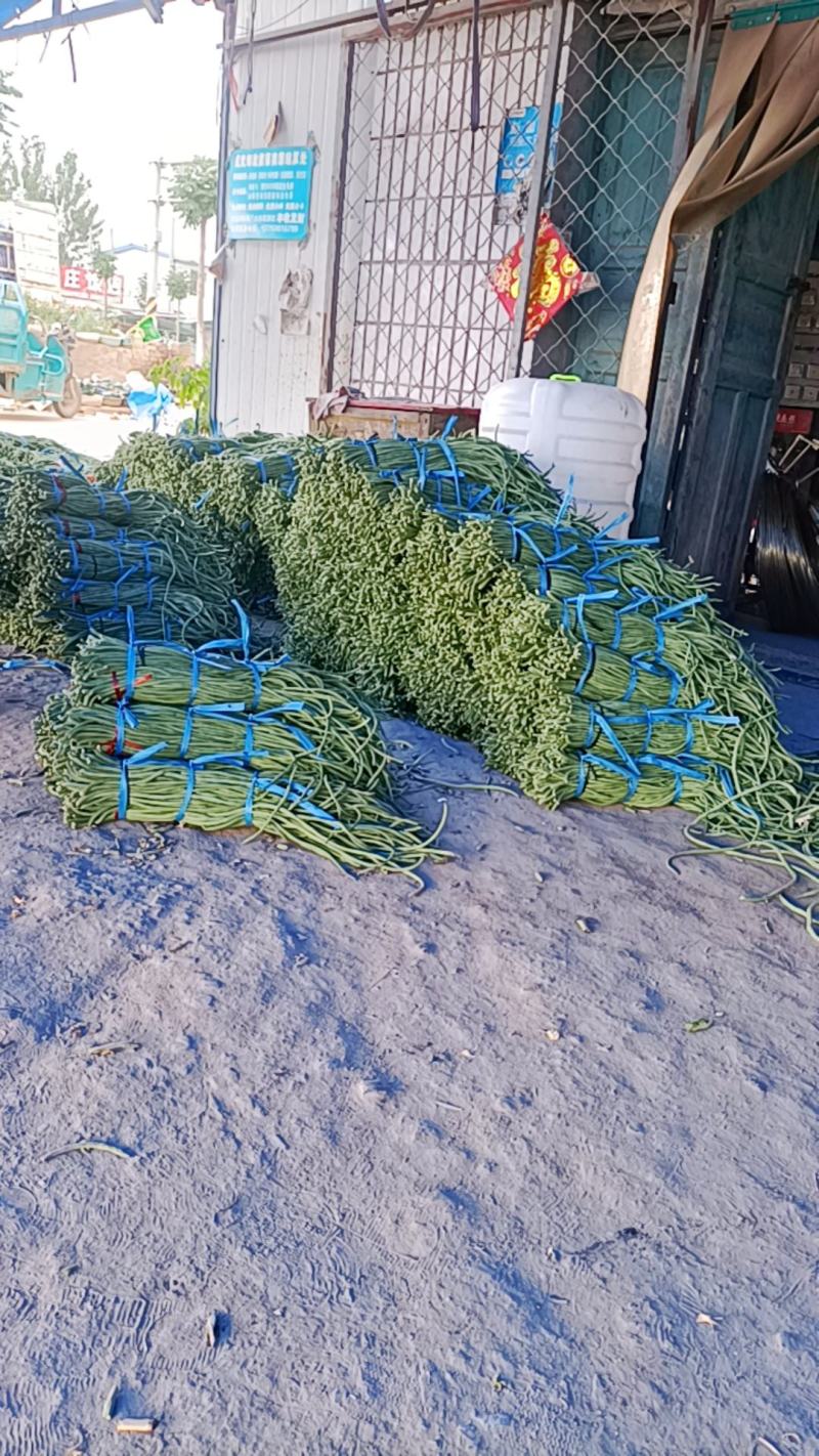 加工厂市场山东菏泽豆角大量上市中，精品豆角豇豆，需要联系