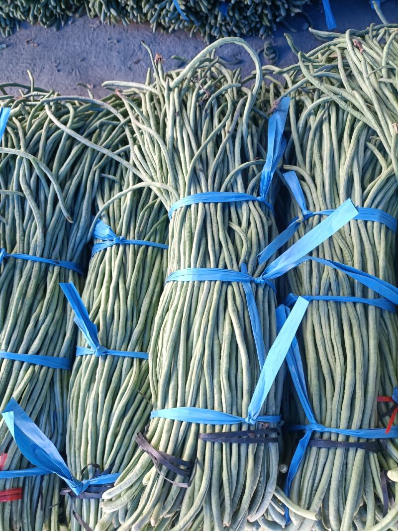 加工厂市场山东菏泽豆角大量上市中，精品豆角豇豆，需要联系