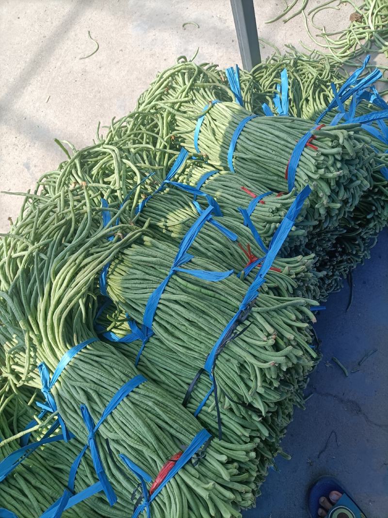加工厂市场山东菏泽豆角大量上市中，精品豆角豇豆，需要联系