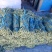 加工厂市场山东菏泽豆角大量上市中，精品豆角豇豆，需要联系